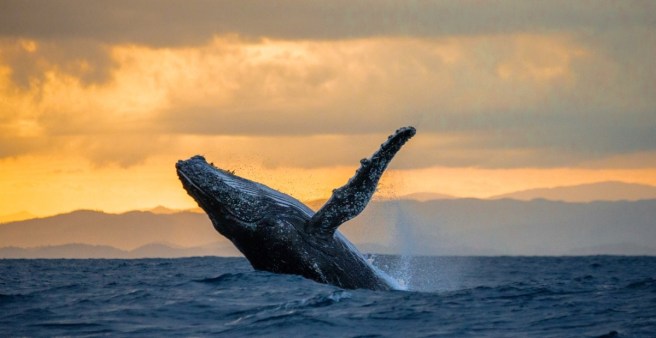 humpback-whale-watching-hawaii.jpg